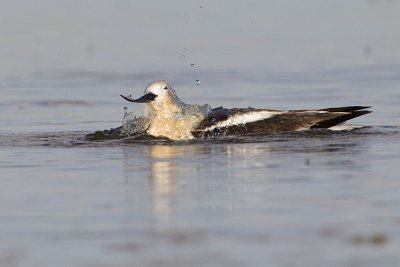 american avocet 060909_MG_4811