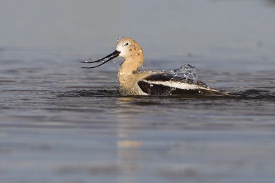 american avocet 060909_MG_4830