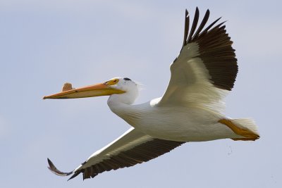 american white pelican 060809_MG_4409