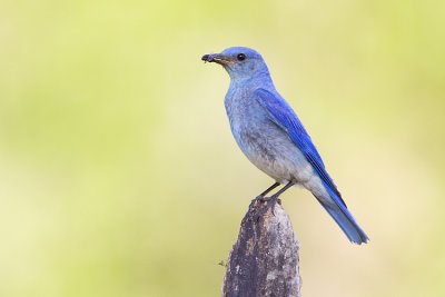 mountain bluebird 061009_MG_5200