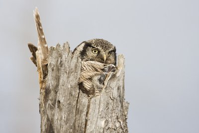 northern hawk owl at nest 051009IMG_6008