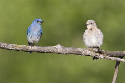mountain bluebirds 061309_MG_6569