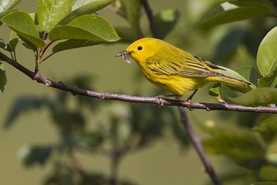 yellow warbler 060809_MG_4455