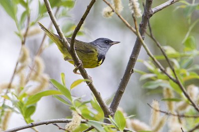 mourning warbler 061409_MG_7668