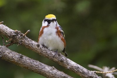 chestnut-sided warbler 062109_MG_0082