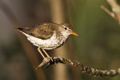 spotted sandpiper 070109_MG_1040