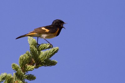 american redstart 070409_MG_2883