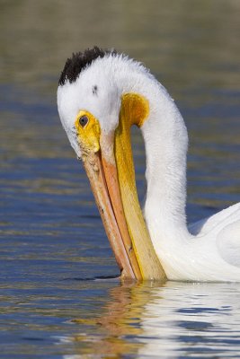 american white pelican 070509_MG_3806