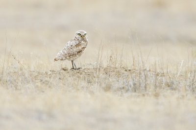 burrowing owl 070509_MG_4042