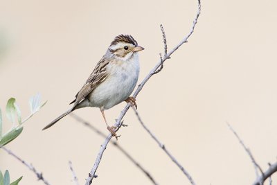 clay-colored sparrow 070309_MG_1548