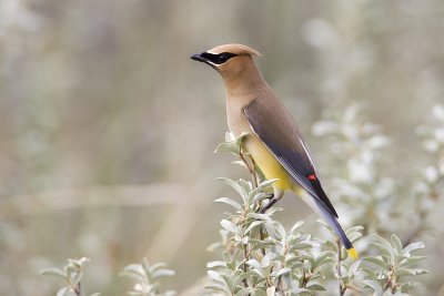 cedar waxwing 070309_MG_1695