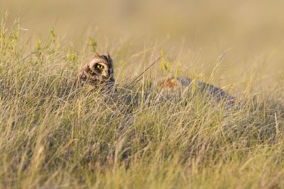 short-eared owl 070309_MG_2438