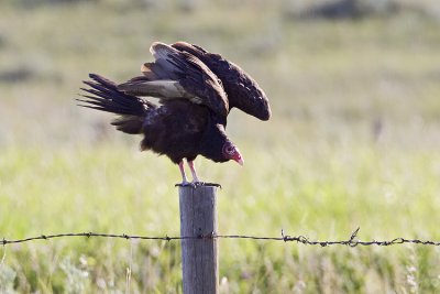 turkey vulture 070409_MG_2667