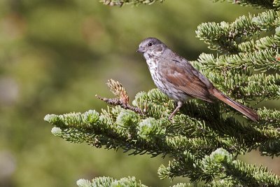 fox sparrow 071809_MG_6078