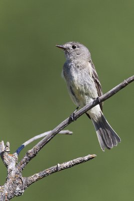 ? flycatcher 071809_MG_6406