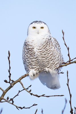 snowy owl 112409_MG_3138