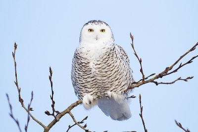 snowy owl 112409_MG_3077