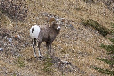 bighorn sheep 112909_MG_4818