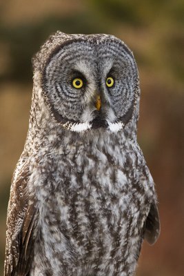 great gray owl 112909_MG_4884