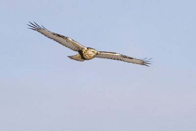 rough-legged hawk 112809_MG_3441