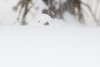 white-tailed ptarmigan 112909_MG_3718
