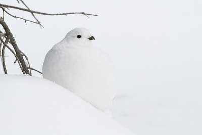 white-tailed ptarmigan 112909_MG_4144