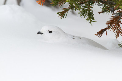 white-tailed ptarmigan 112909_MG_4275