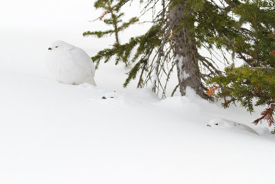 white-tailed ptarmigan 112909_MG_4385