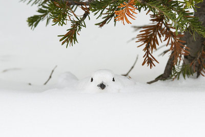 white-tailed ptarmigan 112909_MG_4425