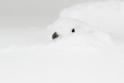 white-tailed ptarmigan 112909_MG_4428