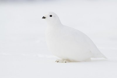 white-tailed ptarmigan 112909_MG_4511