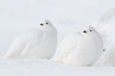 white-tailed ptarmigan 112909_MG_4617