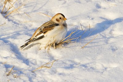 snow bunting 121209_MG_5628