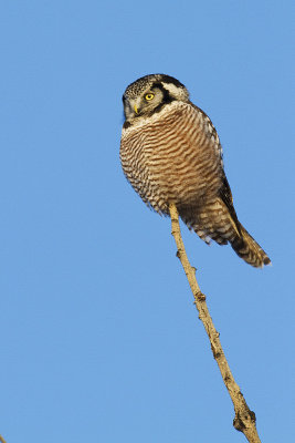 northern hawk owl 121309_MG_6035