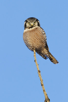 northern hawk owl 121309_MG_6054