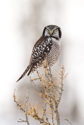 northern hawk owl 121909_MG_6126