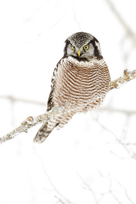 northern hawk owl 122809_MG_6780
