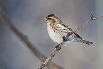 common redpoll 010110_MG_2564