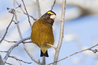 evening grosbeak 010110_MG_2592