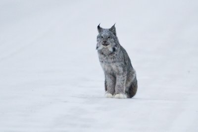 lynx 010910_MG_7782