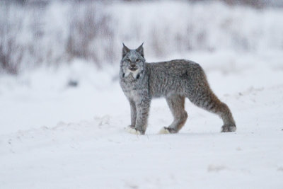 lynx 010910_MG_7804