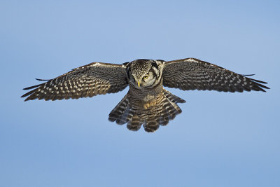 northern hawk owl 010810_MG_7602