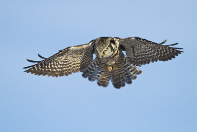 northern hawk owl 010810_MG_7606