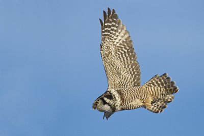 northern hawk owl 010810_MG_7607