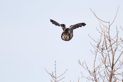northern hawk owl 010810_MG_7645