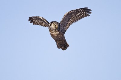 northern hawk owl 010810_MG_7669