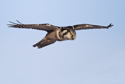 northern hawk owl 010810_MG_7699