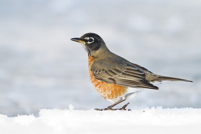american robin 011910_MG_8229