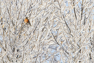 american robin 011910_MG_8367