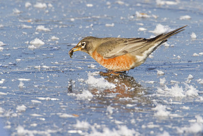 american robin 011910_MG_8427
